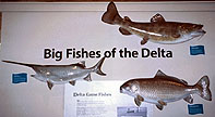 Big Gamefish Display, Delta Regional Wildlife Center, Pine Bluff