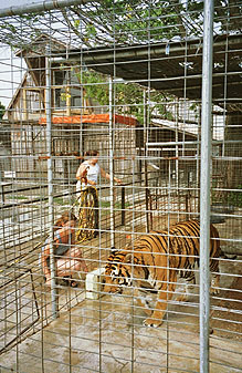 The Old Tiger Habitat