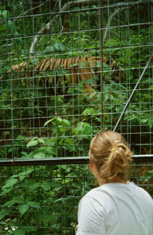 The New Tiger Habitat