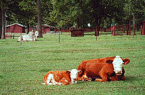Heifer Ranch