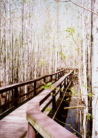 boardwalk through rare headwater swamp