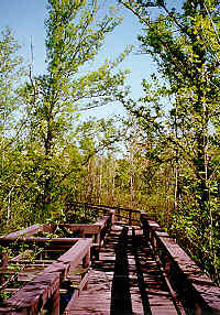 wetland boardwalk and nature trail