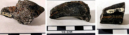 Dinosaur Claw Fragments from Lockesburg