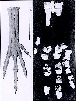Nedcolbertisaurus