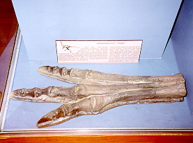 Arkansaurus cast from U. of A. Museum