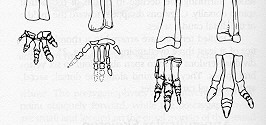 examples of Ornithopoda
