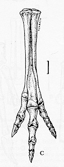 Struthiomimus altus