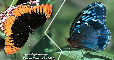Diana Fritillary, male in orange, female in blue.