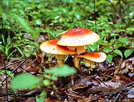 American Caesar's Mushroom