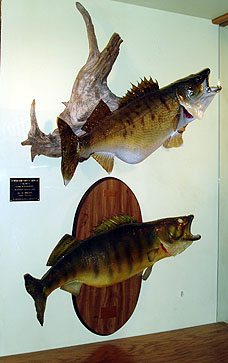 World Record Walleye from Greer's Ferry Lake
